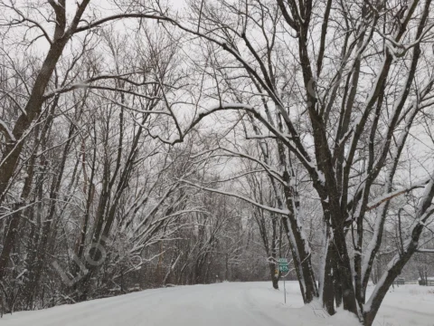 Snow-covered road winding beneath a canopy of bare winter trees.
