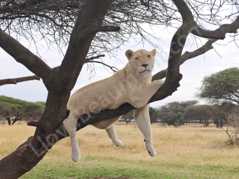 Pale lion resting across the branches of a tree in open grassland.
